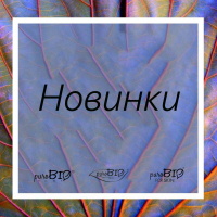 Новинки