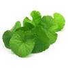 centella asiatica gotuage purobio