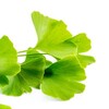 ginkgo biloba gotuage purobio