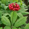 ginseng gotuage purobio